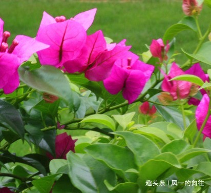 这三种水用来养三角梅有奇效,简直就是神仙水,轻松养到爆满盆