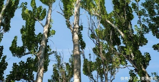 农村院子里不适合种的5种树,你家种了吗