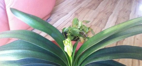 养君子兰不开花“年龄”到了，“冻”一下“热”一下，盆盆开爆