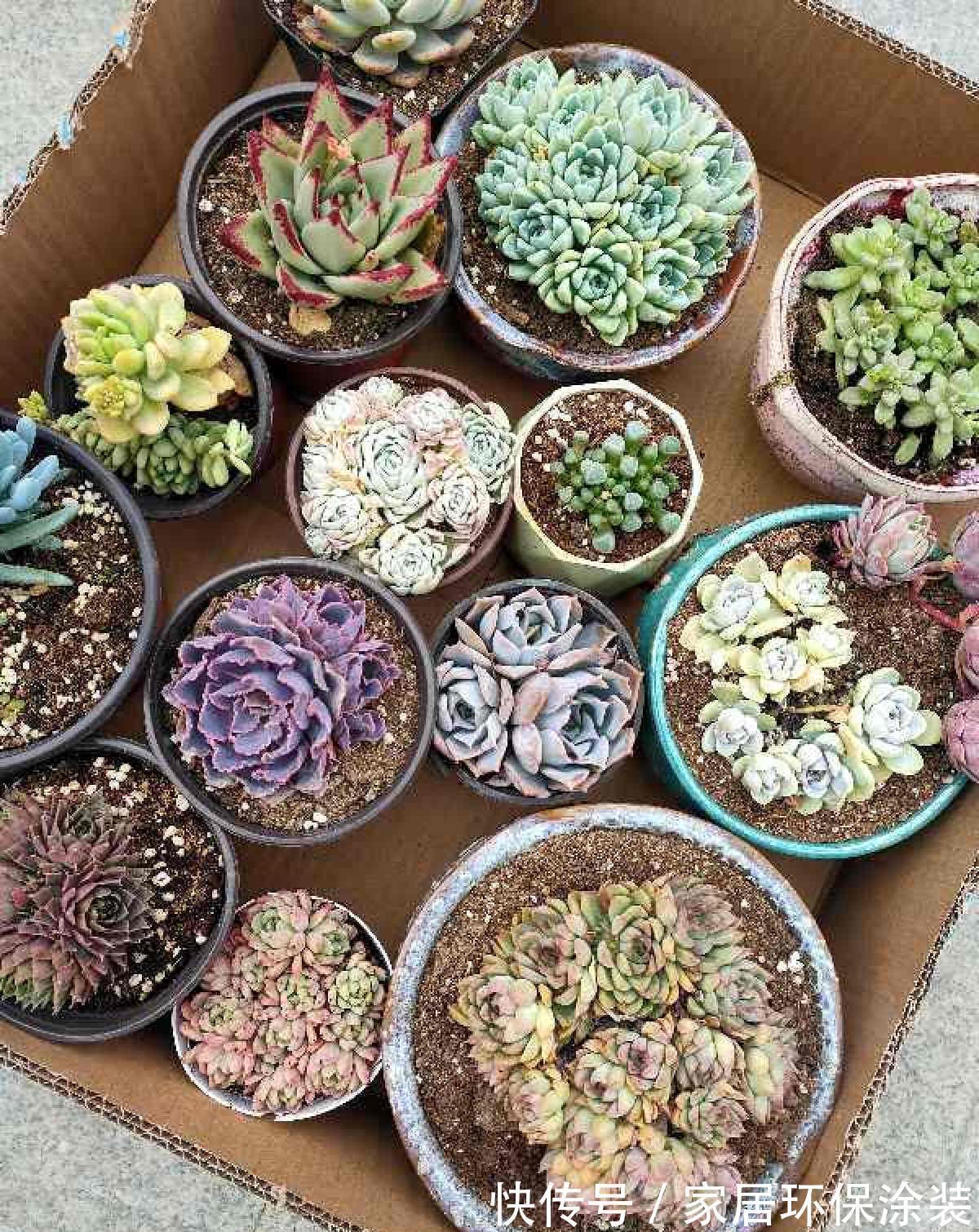 女儿痴迷养多肉，宁肯花高价，也要寄养多肉，我该阻止吗