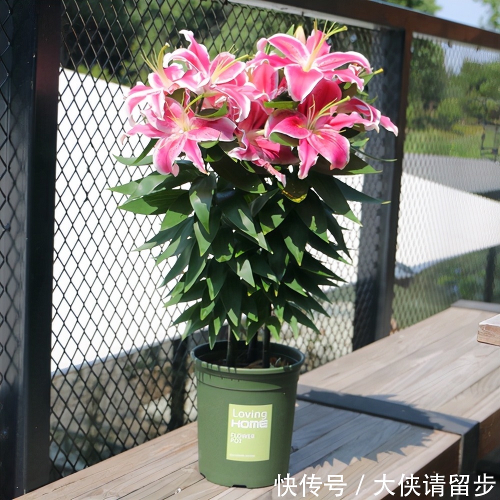 “人养花三年,花养人一生!”家居盆花100种,总有几款你喜欢