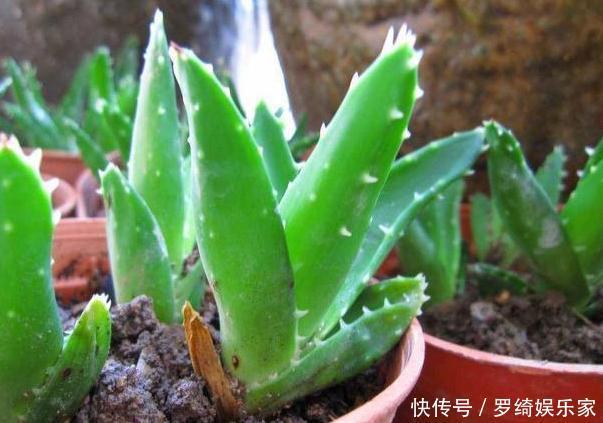 卫生间''除异味''大招放置3种绿植除臭,居家环境更舒适