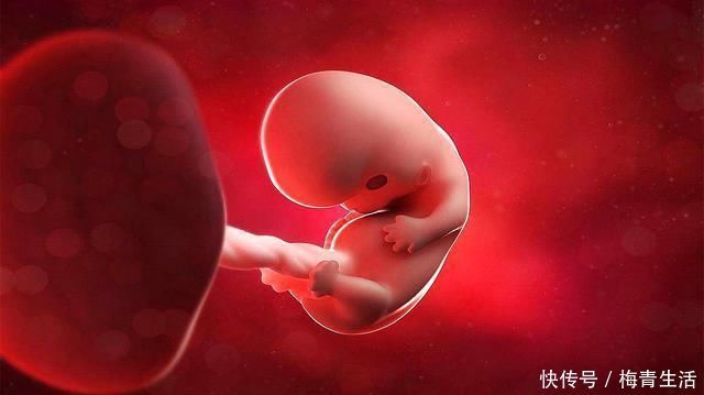 大脑|胎儿大脑发育的三个“黄金期”,孕妈妈注意营养补充,宝宝更聪明