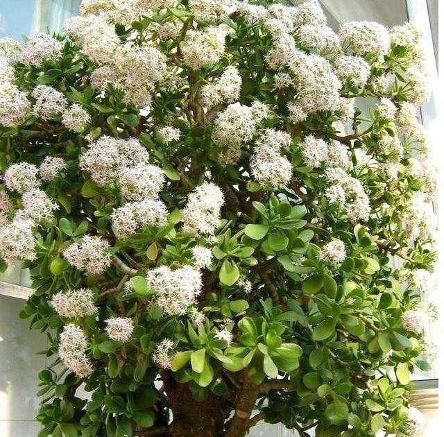 对待懒人超友好的花卉,多晒少管它,反而长得更好