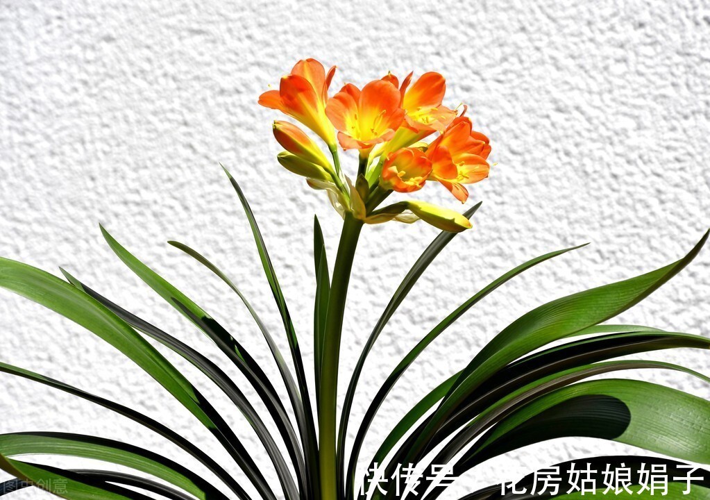 黄叶|君子兰入夏要“静养”,3件事不能做,不然黄叶、花难开