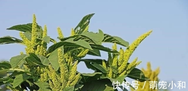 鲁西南|小时候经常见的17种植物,很熟悉却叫不上名字,现在终于知道了