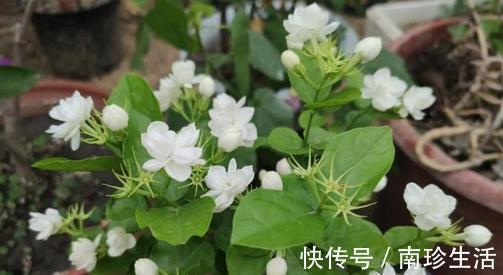茉莉花|3种花不要怕修剪，剪的越很长势越旺盛，不然越变越丑