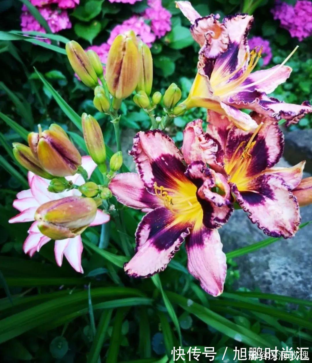 30种夏天花，热不死、晒不死，大半年都开花，还没病虫害