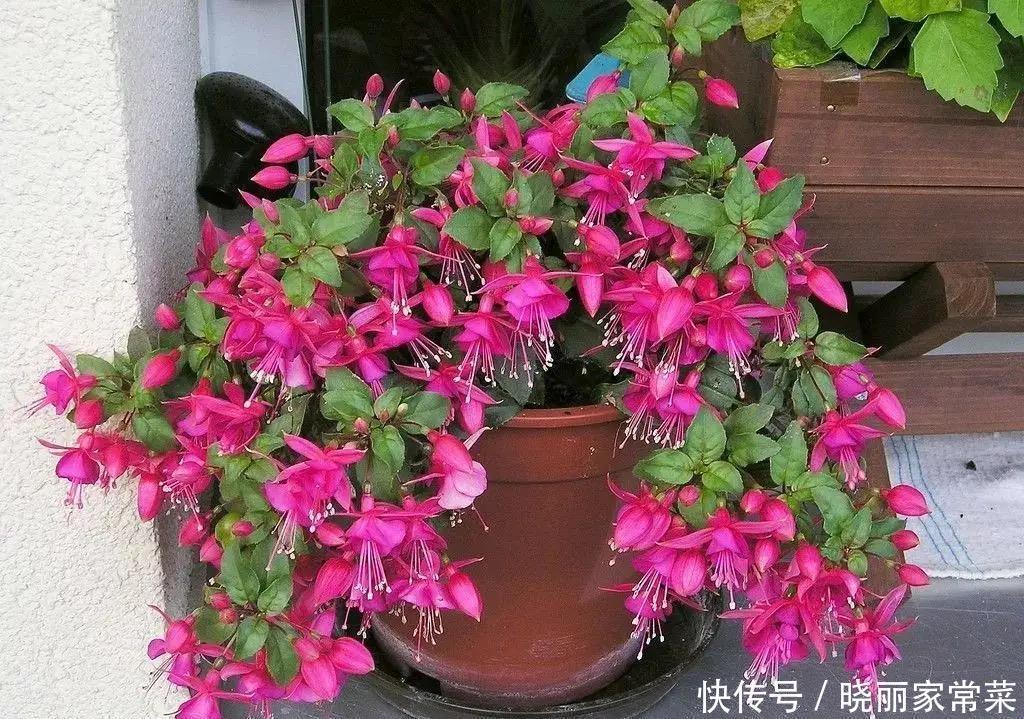 瓶瓶罐罐|养花很容易上瘾,一个“中毒太深”的花友自述,看完你还敢养花吗