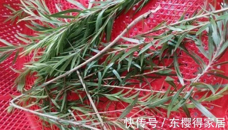 花友们|柳树全身是宝，取些枝条自制生根水，养花人轻松省下买肥钱