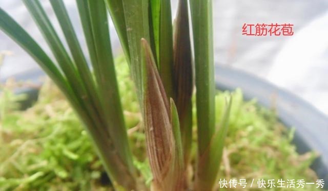 名贵兰花价值百万、千万,那什么兰花才算是名贵兰花!