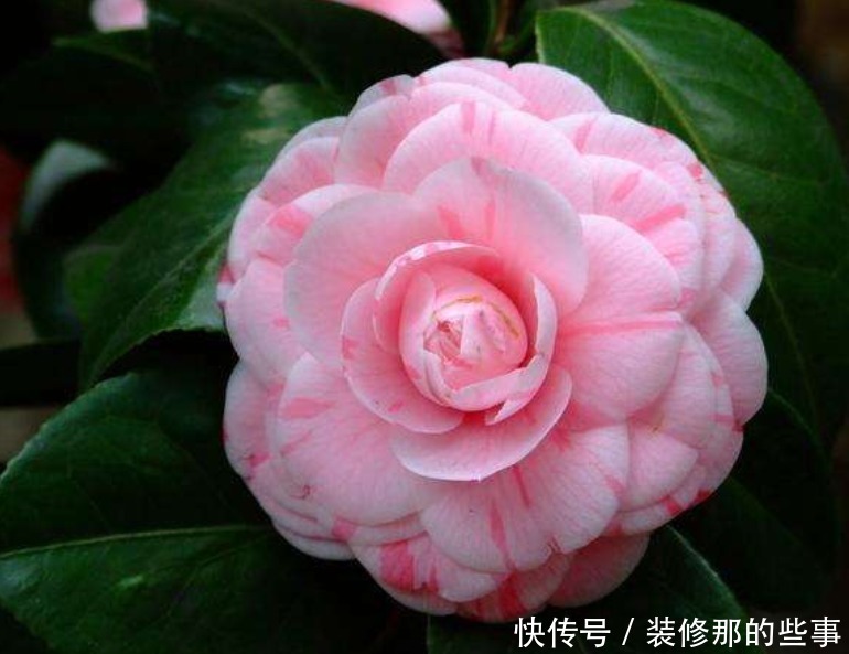 阳台养上3种花,比牡丹好看,比吊兰好养,你养了吗