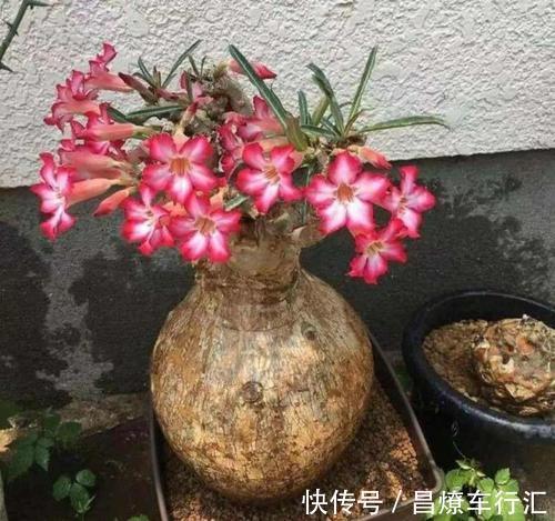 这些花适合“穷养”,大花盆长不好开花少,很多新手都混淆了