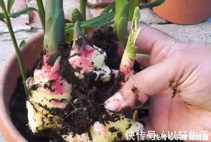 阳台盆栽生姜,简单4步走,叶绿当花赏,不用再去买,自给自足