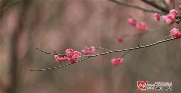 怀化迎丰公园：梅花吐蕊怒放 暗香浮动