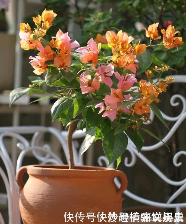 45种三角梅品种,红、橙、黄、绿、白、紫,每一种都很好看!