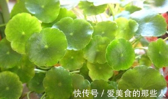 铜钱草叶片发软,黄叶怎么办,教你4招小技巧,简单又很奏效