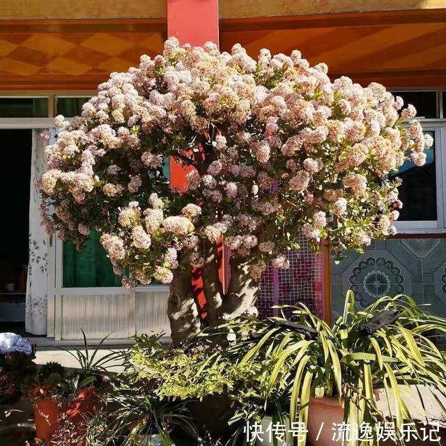 金枝玉叶|7种“富贵花”能活一百年,越养越值钱,家里的“摇钱树”