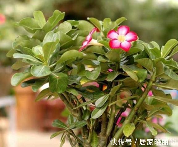 现在养沙漠玫瑰,耍点小手段,开花一波接一波,轻松开爆盆