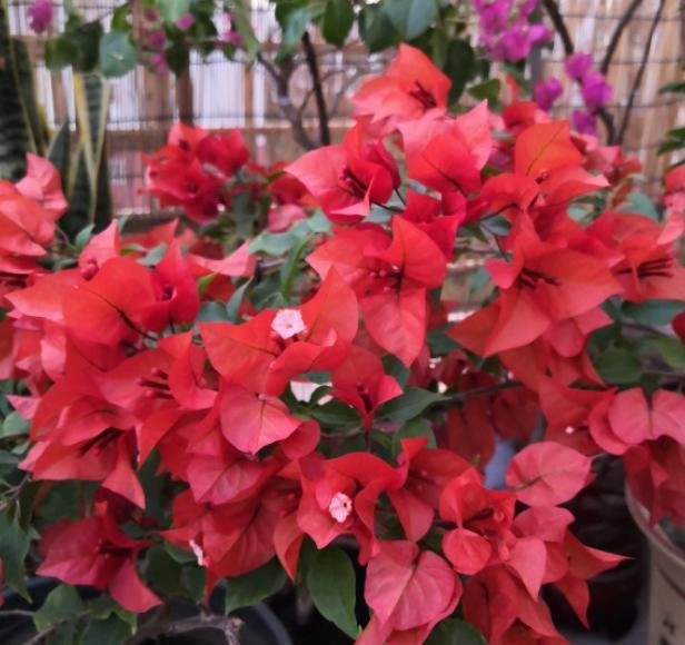 三角梅用“此方法”养,一年开花200天,次次开爆盆,花比叶子多