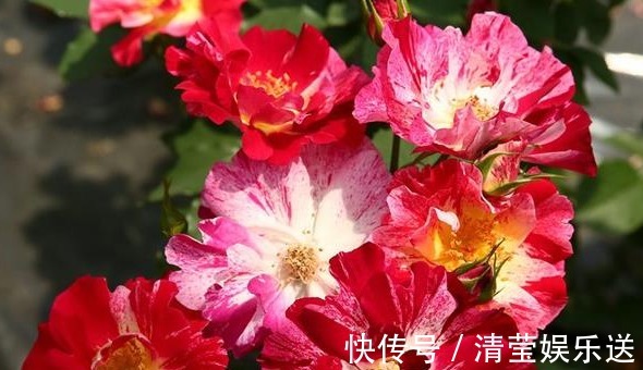 玫瑰|喜欢菊花，不如养盆“精品玫瑰”独立日，张扬炫丽，活泼可爱