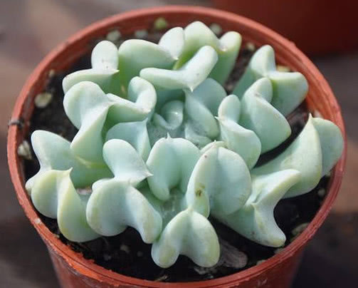 多肉特玉莲怎么养教你3个小妙招，养出最奇特多姿的特玉莲