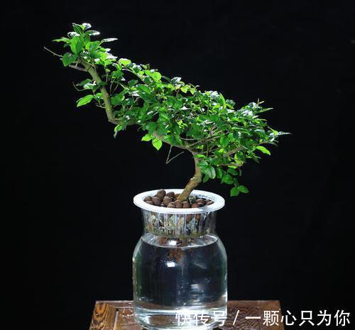 这是一株漂亮的抱石雀梅,你没看错,盆景也可以水培