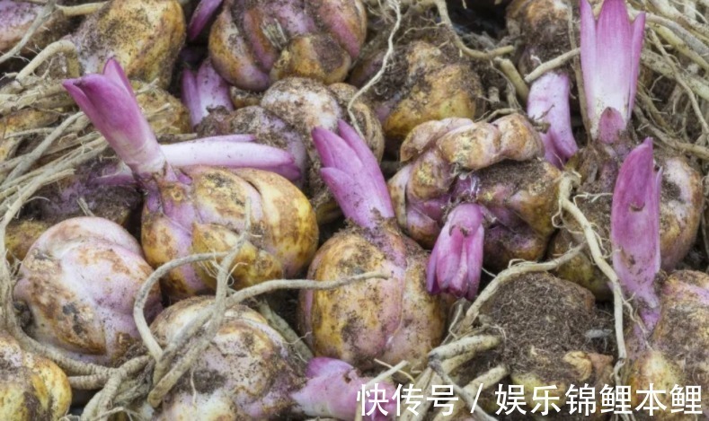 哪些花卉适合秋季盆栽,开花美、好管理?这4款首当其冲,值得