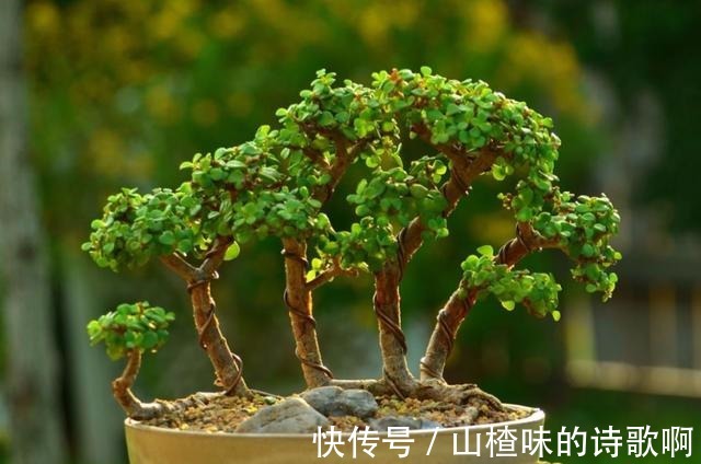 养金枝玉叶盆景，光浇水施肥没用，得会修剪才行，造型好看价值高！