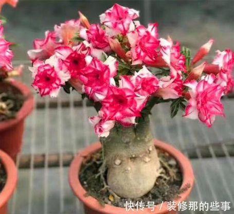 4种漂亮花,好养易活颜值高,轻松开出一面花墙,形成美丽风景