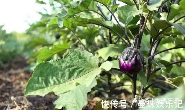 服用|一颗小茄子，养生大功效！茄子的13个顶级妙用，13种疾病皆可治！