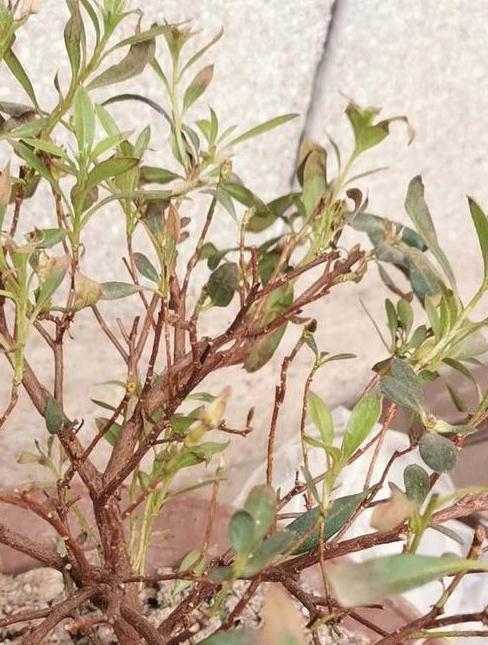 植物|养花高手,如何拿捏到位,众多花卉的浇水临界期