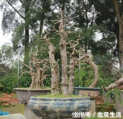 叶片|盆景制作技法夏天来到，盆景脱衣换锦，有6种好处