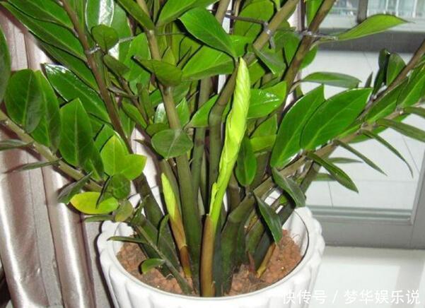 懂花的人都选5种花:“人养花、花养人”,盆盆都是精品