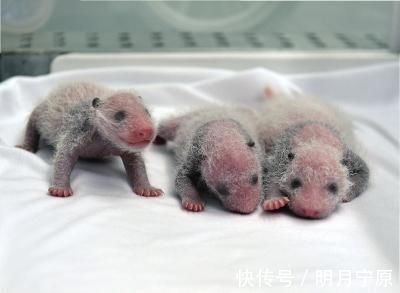 佛陀|19个你不知道的冷知识,你可能一个也不知道,熊猫竟比老鼠还小