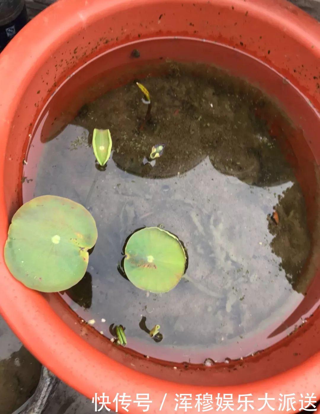 移栽|她在水缸里种荷花,开花比脸还大,满缸都是藕!