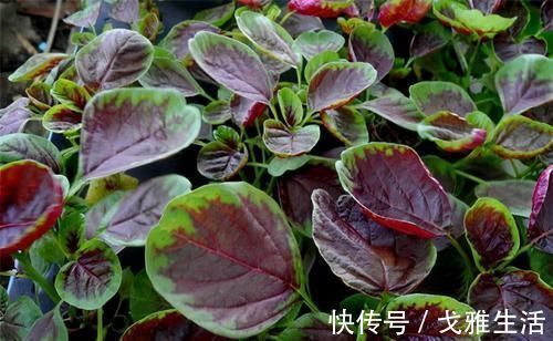 胡萝卜素|冬天了,多吃3种食物,清除肠内毒素,防止便秘,早吃早好!