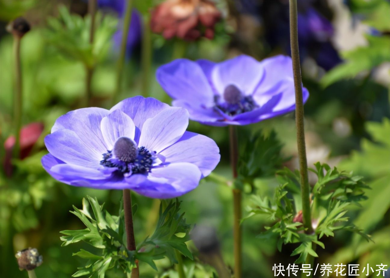 春天开花植物很多，养这5种花，不仅花期长颜值高，而且皮实好养