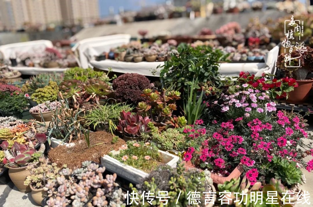 最美四月天,去杨姐的屋顶花园,赴一场花约!