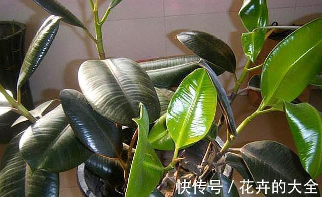 利于健康的“9种花”，株型雅致有格调，寓意“吉祥”有韵味