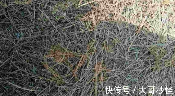 园艺新人适用的经验知识：将它们列入“养花配土”的原材料吧