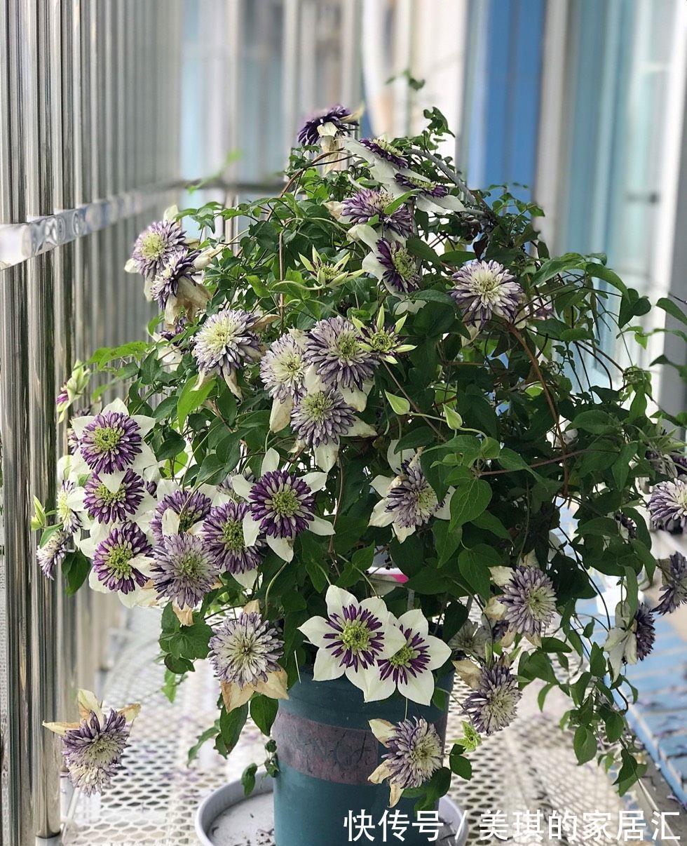 花朵|你的阳台还缺花吗？养棵“新幻紫”吧，花朵又美又仙，三季有花赏