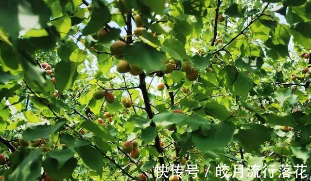 鸽子洞|北京大岭沟猕猴桃谷风景区，幽静空谷听鸟鸣，到山顶看草木葱茏！