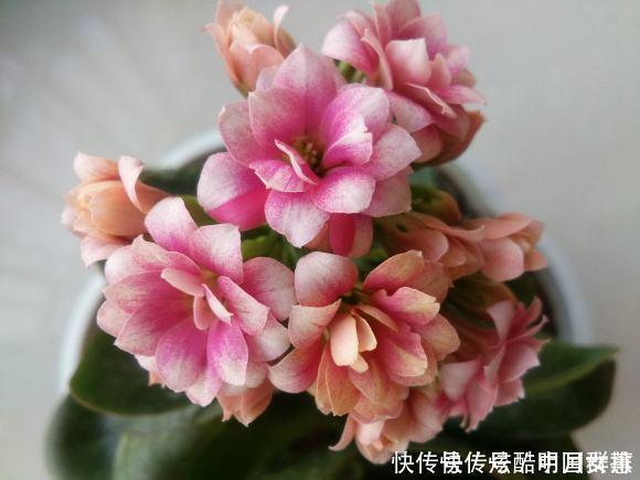 长寿花里的“5个经典品种”，各有各的美，看完都想养一盆