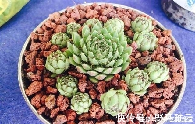 多肉|7字秘诀来养多肉,入坑9年多肉植物没徒也没腐