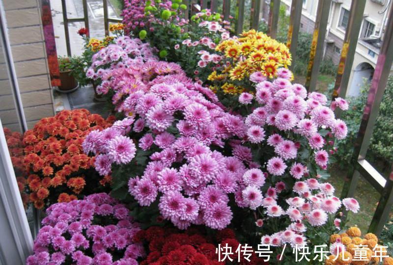 爆盆|此种花,养在防盗窗也能爆盆,现在正是它的主场