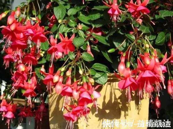 什么淘米水、啤酒水,都不如1勺颗粒,浅埋盆土里,根壮叶肥