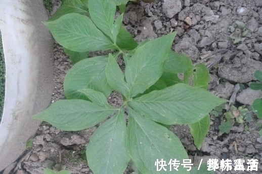 根茎|这种植物的根茎，常被老人说“有毒”，如今却是有钱也很难找到