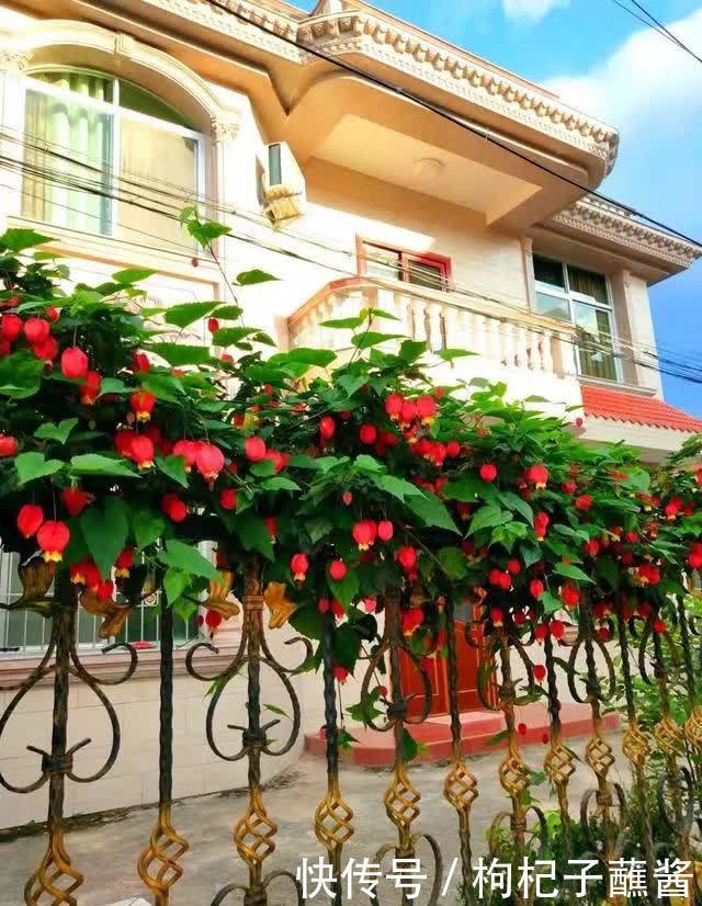 春天养蔓性风铃花,做好这几件事,枝头挂满“红灯笼”,漂亮极了