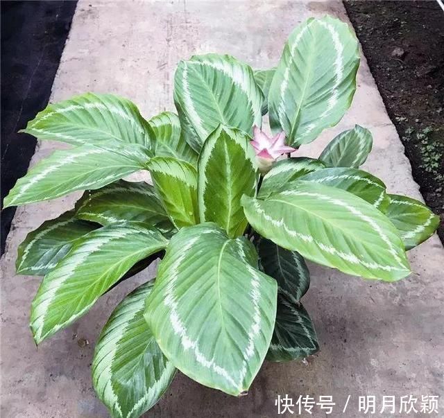 这几种花搬到阴凉地,遮阴养开花多,夏天就该这样养